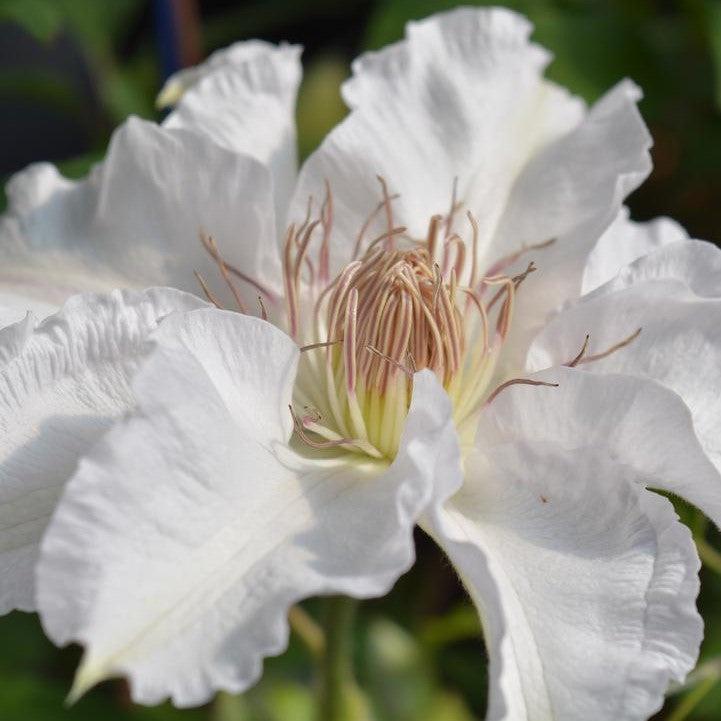 Clematis - Hyde Hall™ Clematis