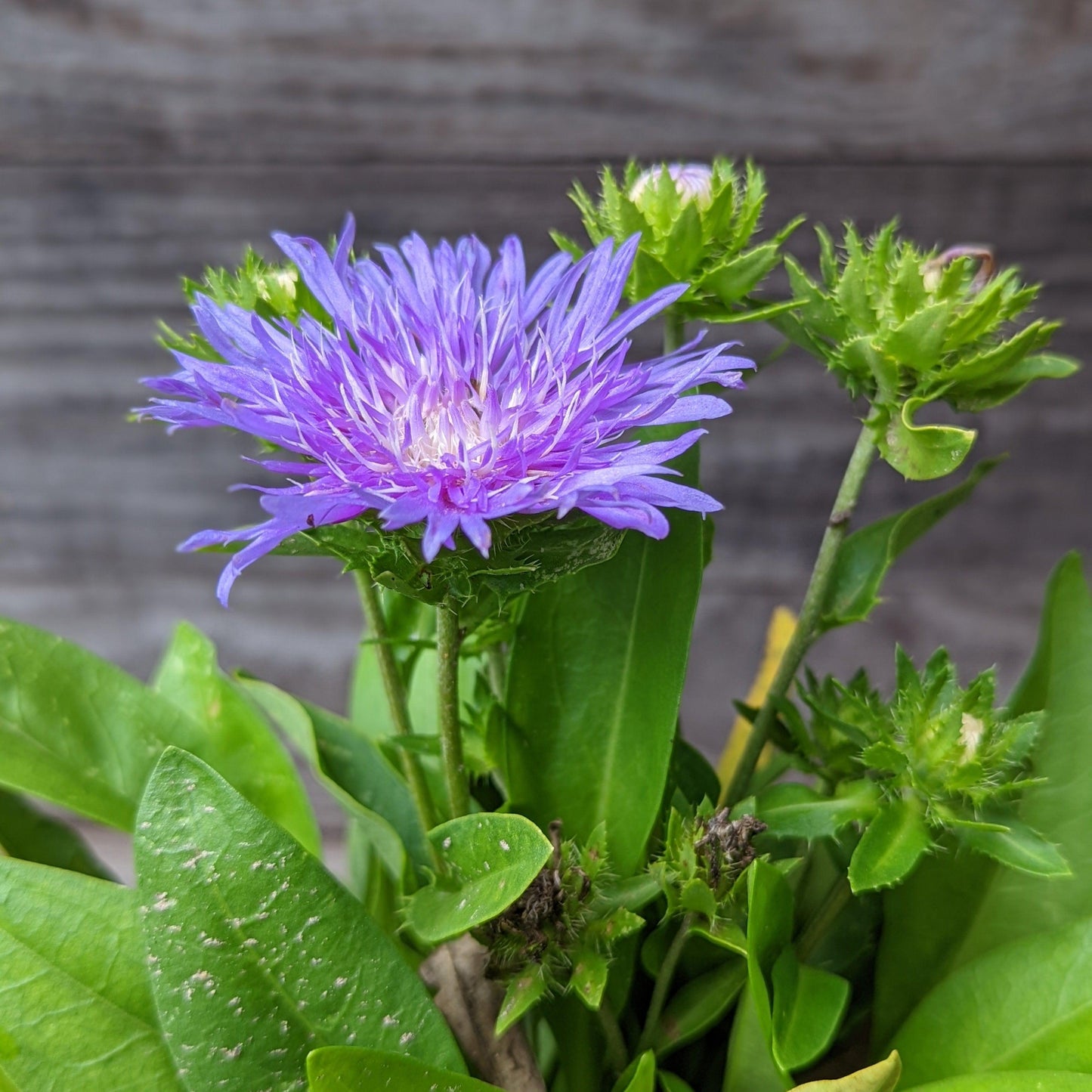 Stokesia laevis - Peachie's Pick Stoke's Aster