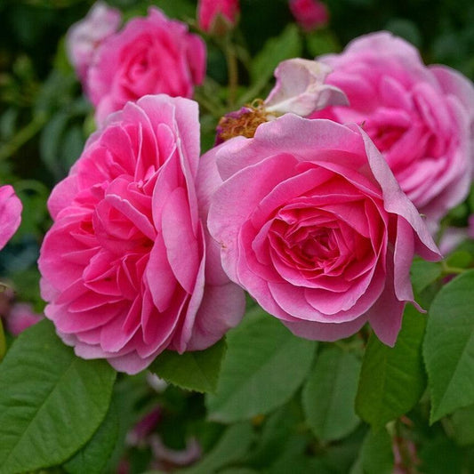Rosa - Gertrude Jekyll® Rose
