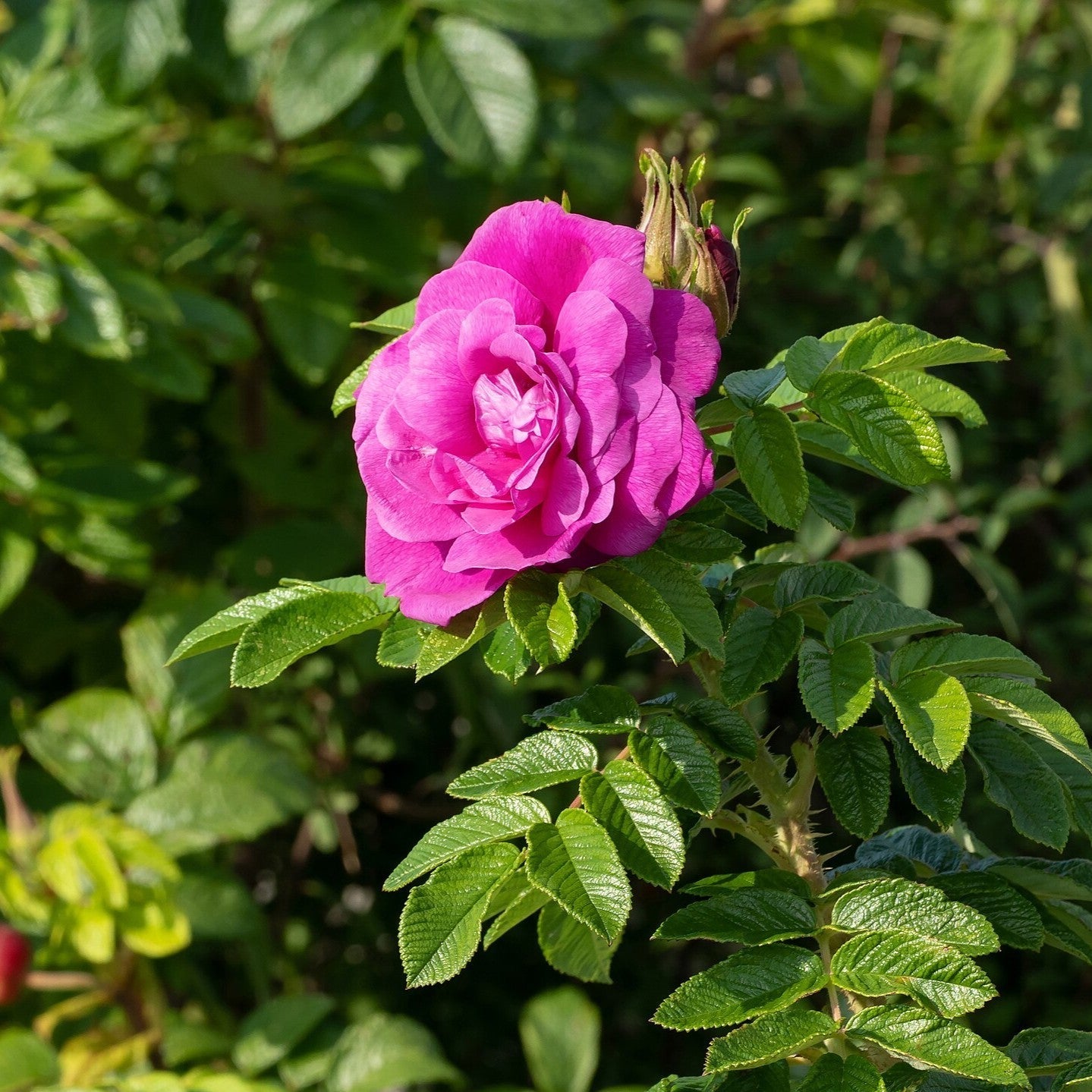 Rosa rugosa - Hansa Rugosa Rose