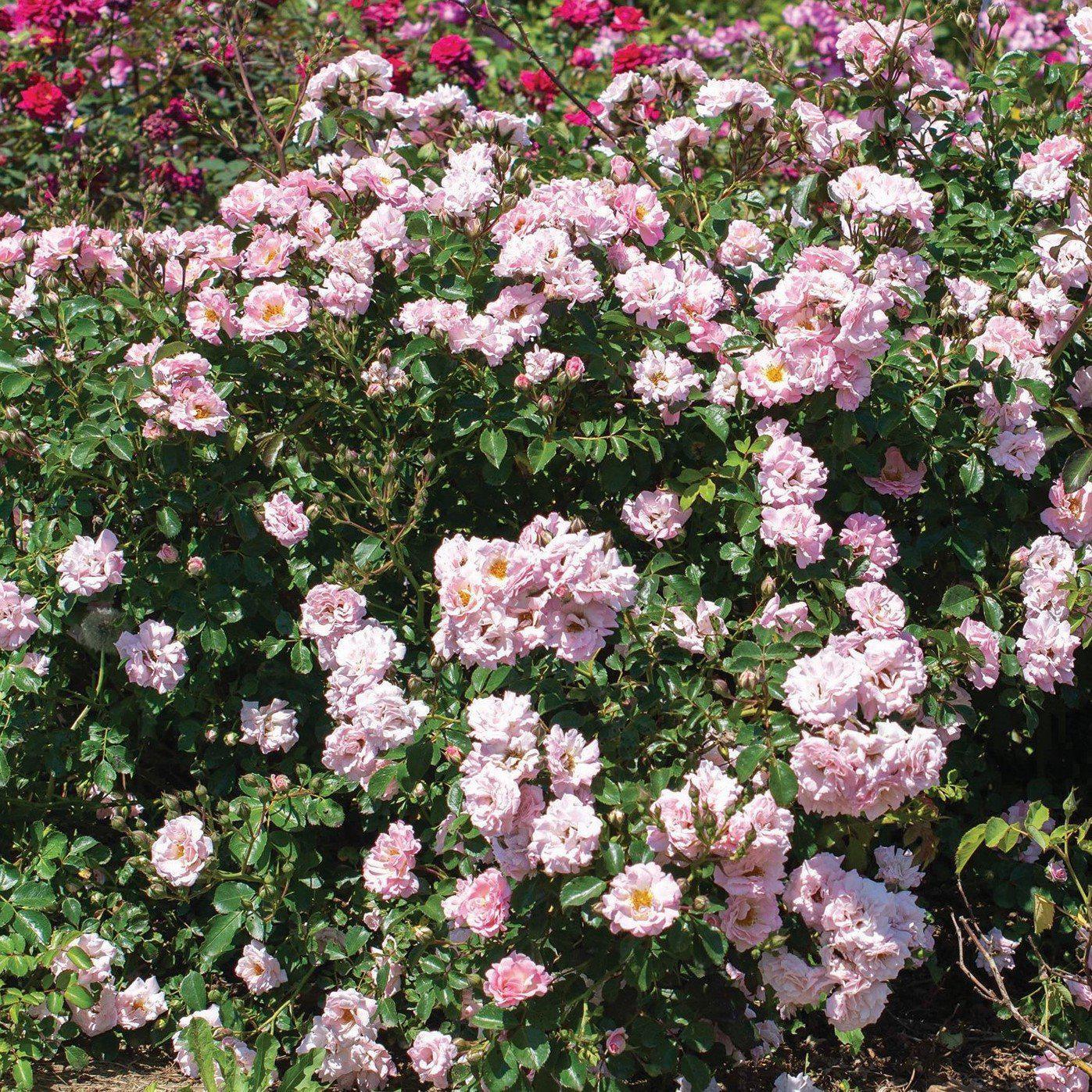 Rosa - Blushing Drift® Rose