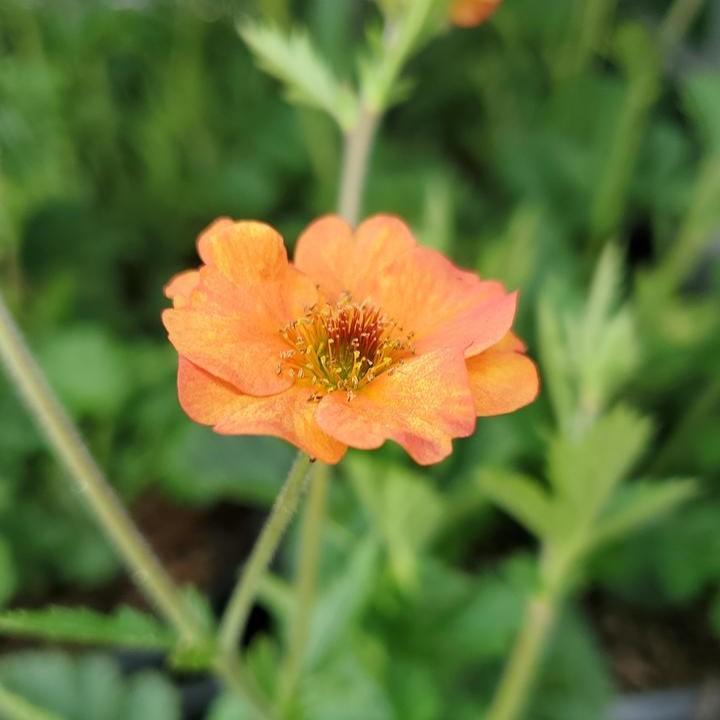 Geum - Totally Tangerine™ Avens