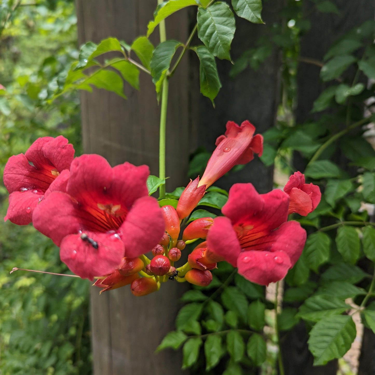 Campsis radicans - Flamenco Trumpet Creeper