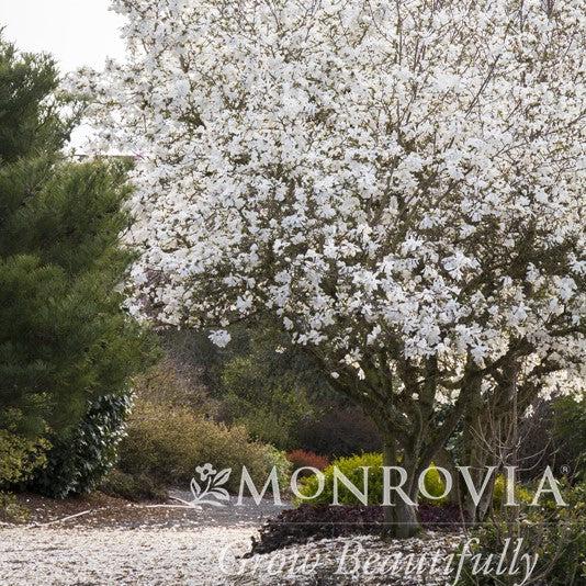 Magnolia stellata - Royal Star Magnolia