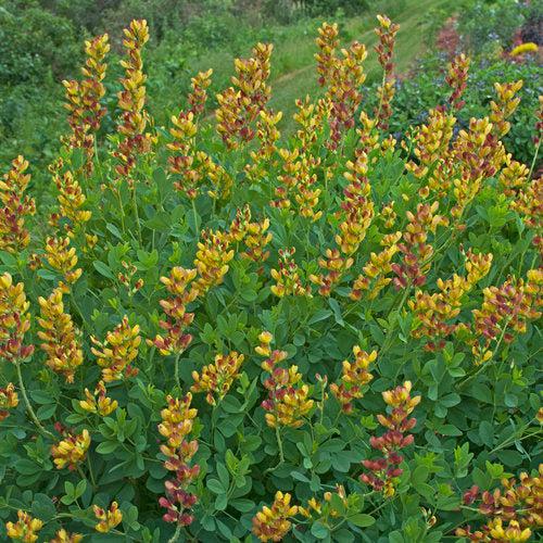 Baptisia - Decadence® Cherries Jubilee Baptisia