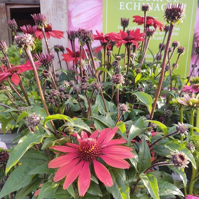 Echinacea  - Panama® Red Coneflower