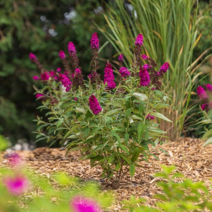 Buddleia davidii - First Editions® Funky Fuchsia™ Butterfly Bush
