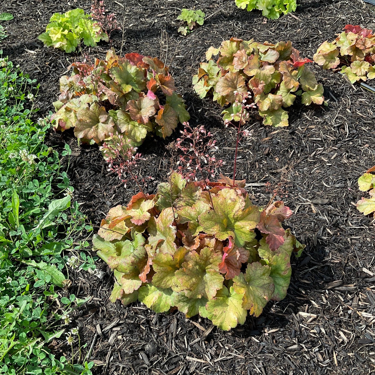 Heuchera - Dolce® Toffee Tart Heuchera