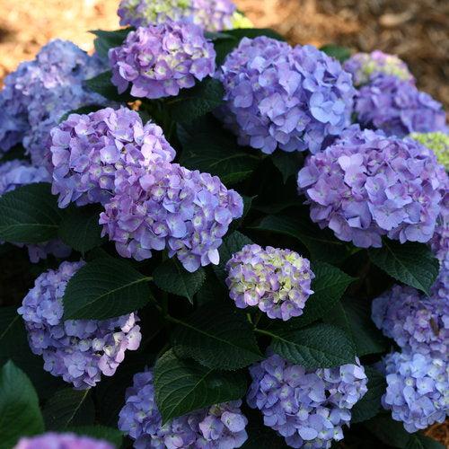 Hydrangea macrophylla - Let's Dance® Blue Jangles® Hydrangea