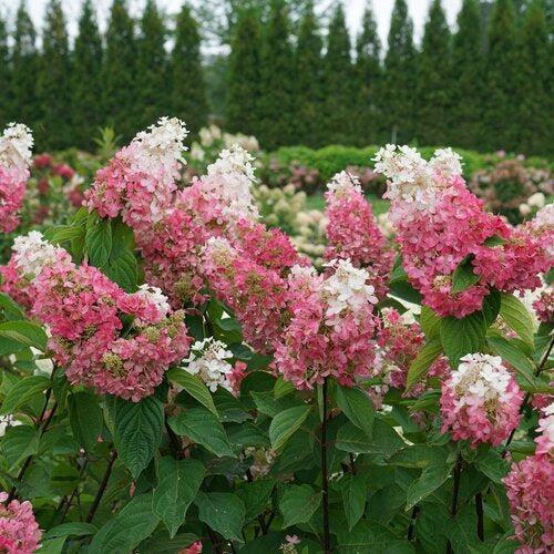 Hydrangea paniculata - Pinky Winky Prime® Hydrangea