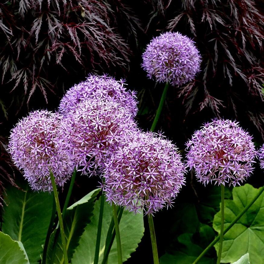 Allium - Globemaster Ornamental Onion
