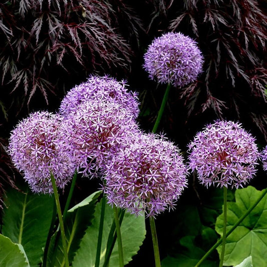 Allium - Globemaster Ornamental Onion