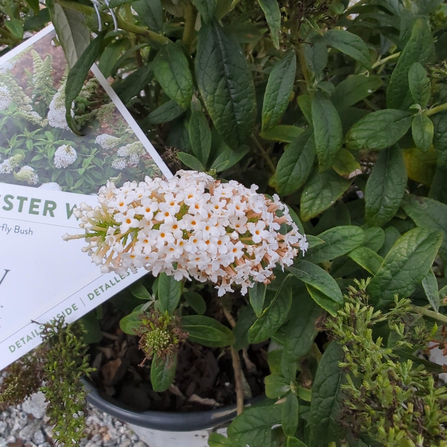 Buddleia x - Pugster White® Butterfly Bush