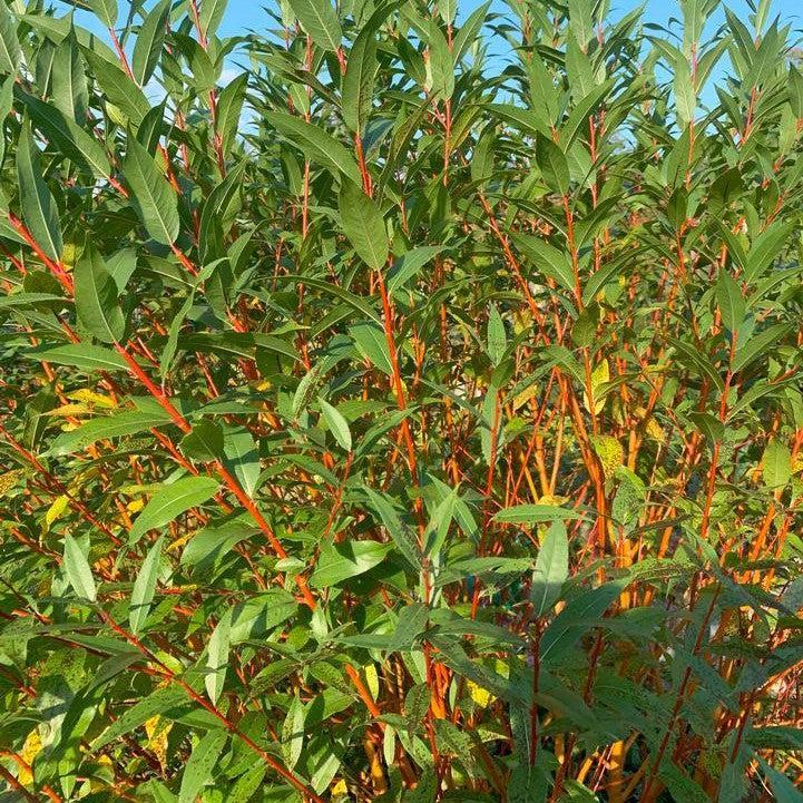 Salix alba - Winter Torch Willow