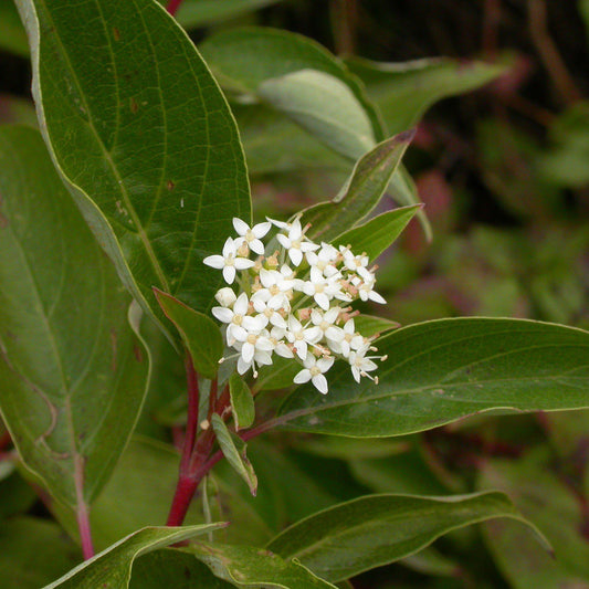 Cornus sericea - Bailey Red Twig Dogwood