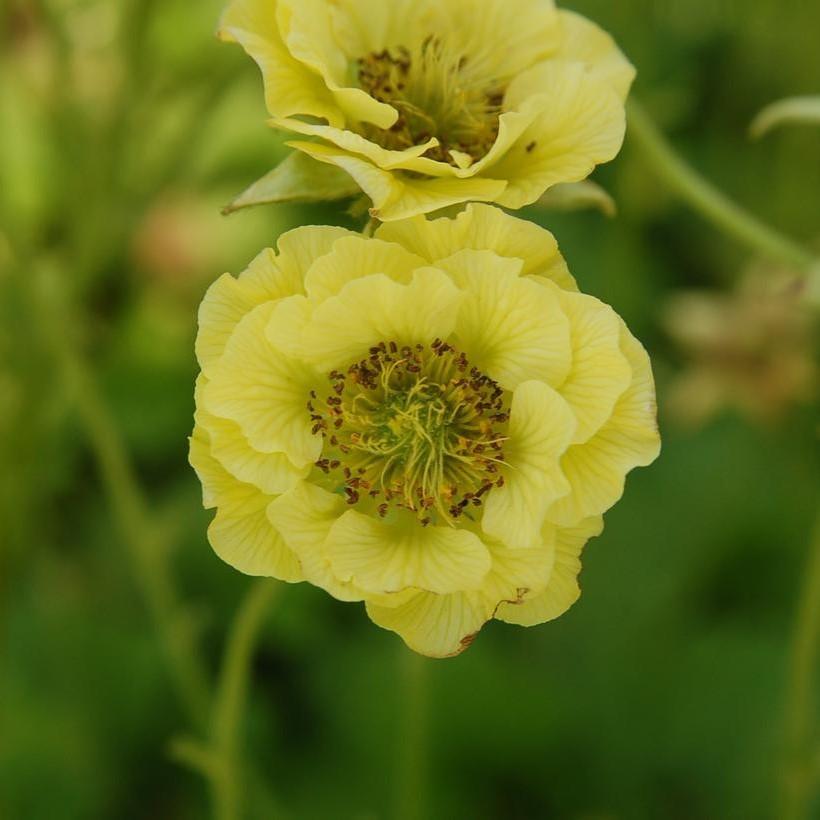 Geum - Cocktails™ Banana Daiquiri Avens