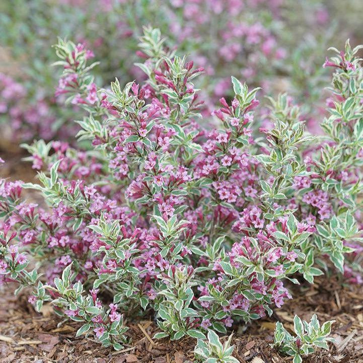 Weigela florida - My Monet Purple Effect® Weigela