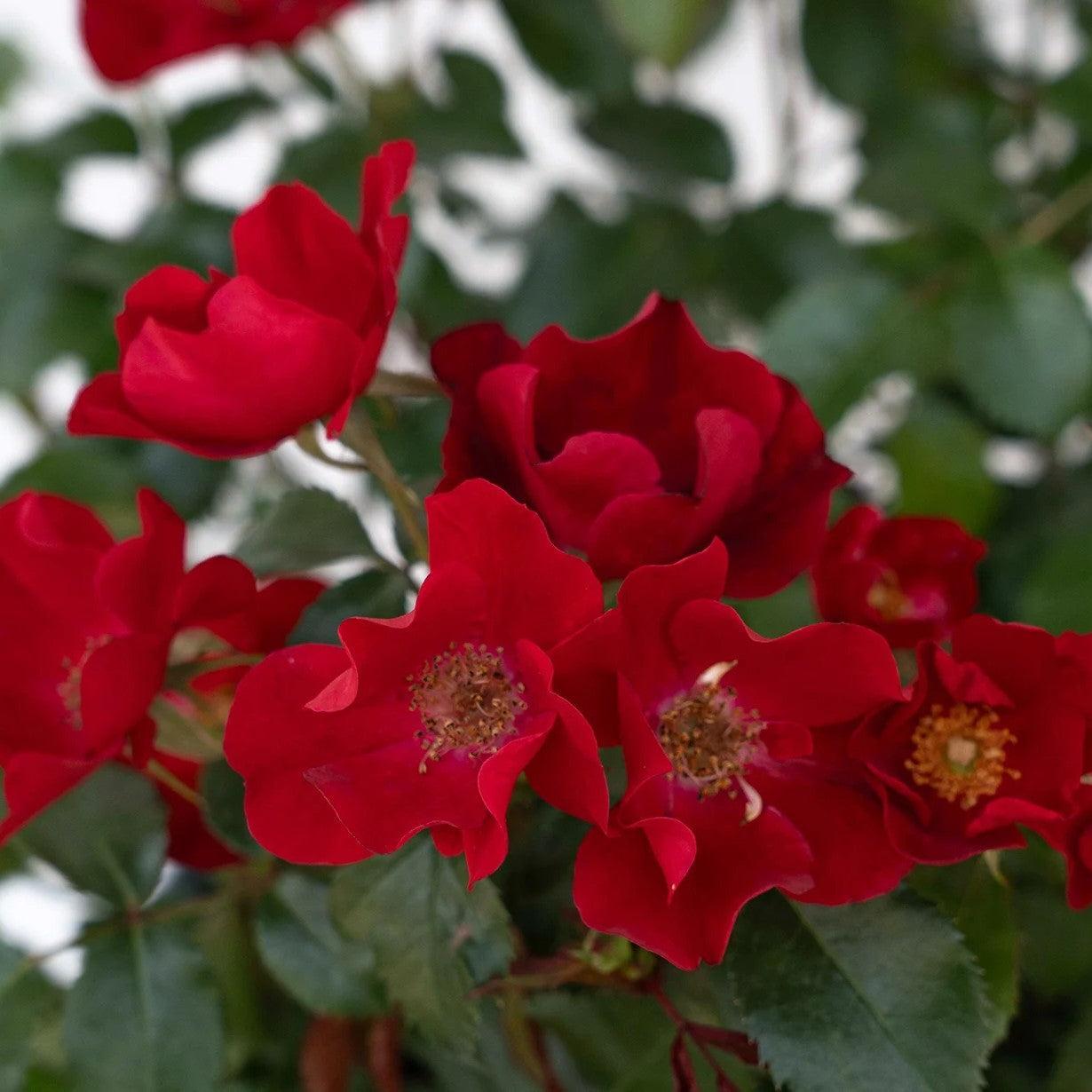Rosa - Scarlet Drift® Rose