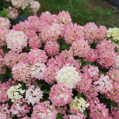 Hydrangea paniculata - Proven Winners® Fire Light Tidbit® Hydrangea