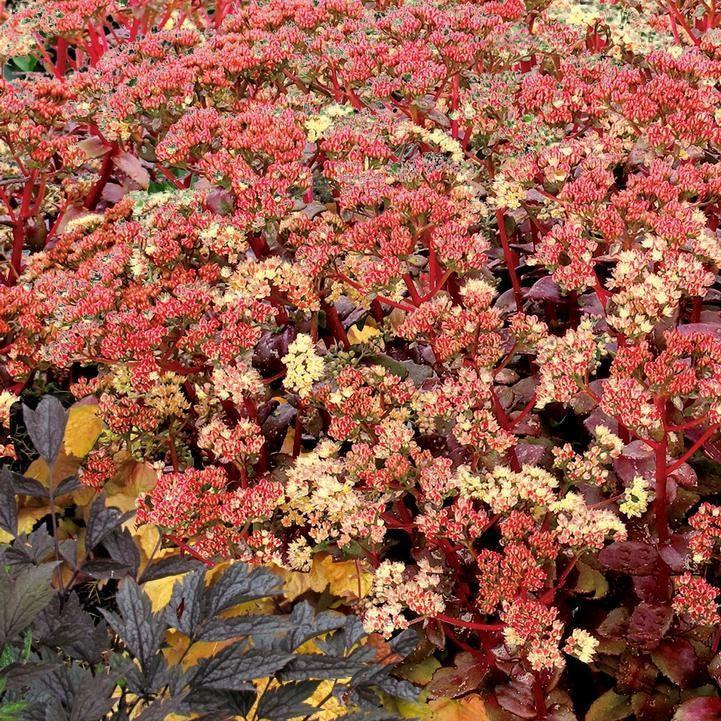 Sedum telephium - Peach Pearls Sedum