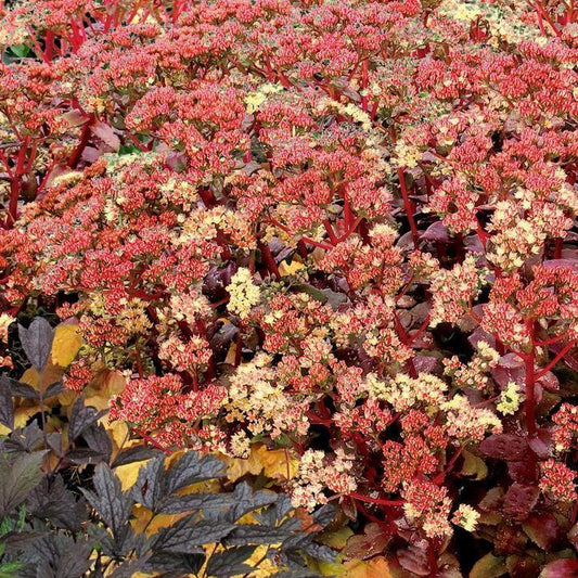 Sedum telephium - Peach Pearls Sedum