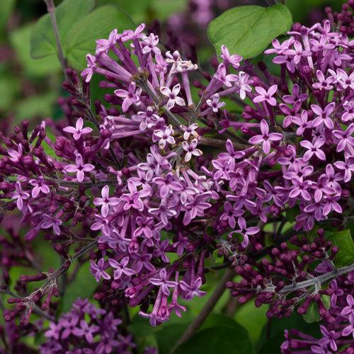 Syringa - Bloomerang® Dark Purple Lilac