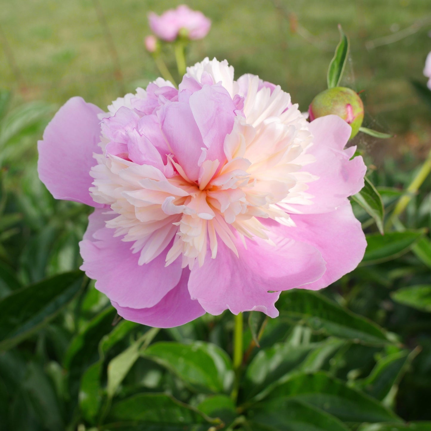 Paeonia - Emile Debatene Peony