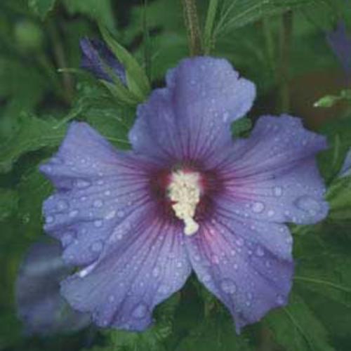 Hibiscus syriacus - Azurri Blue Satin® Rose of Sharon