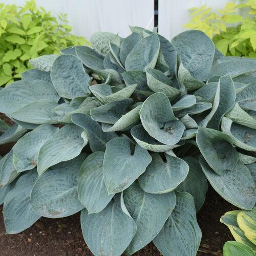Hosta - PW® Shadowland® Above The Clouds Hosta