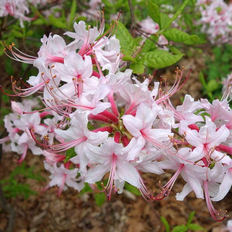 Azalea periclymenoides  - Pinxterbloom Azalea