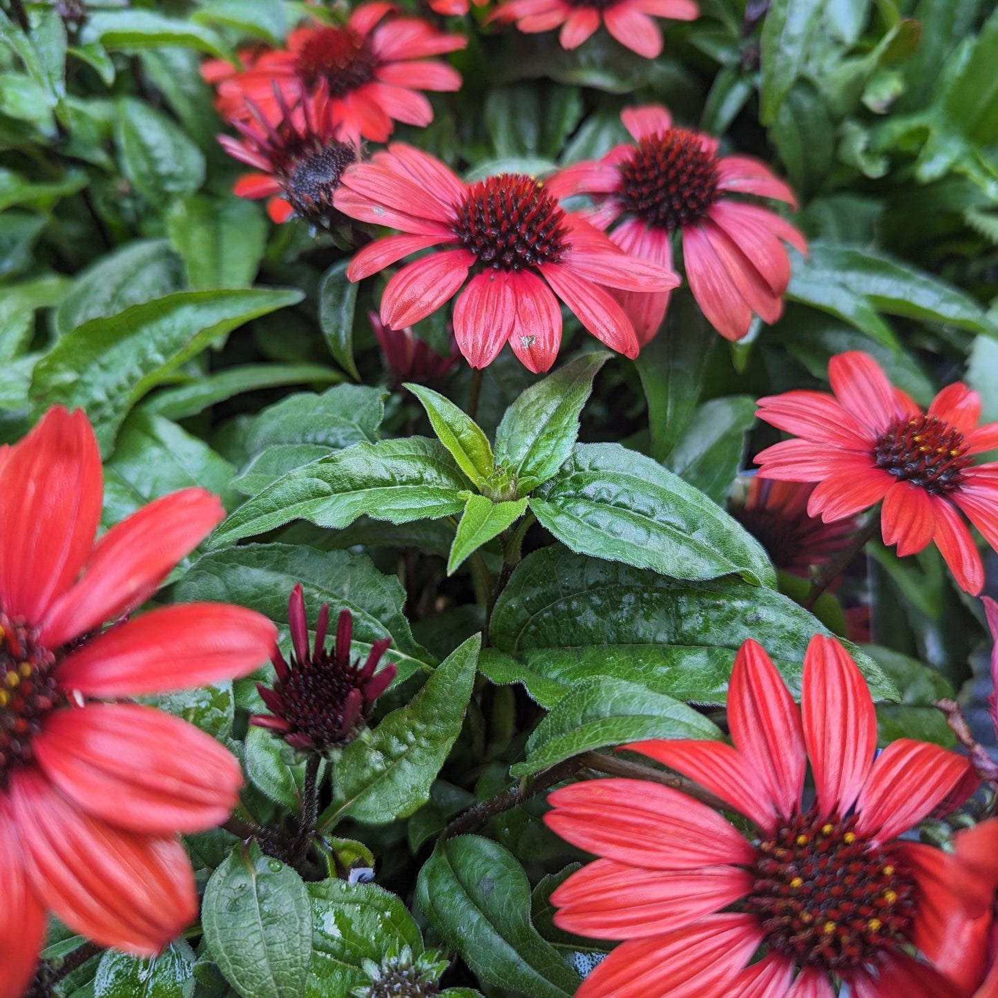 Echinacea  - Panama® Red Coneflower