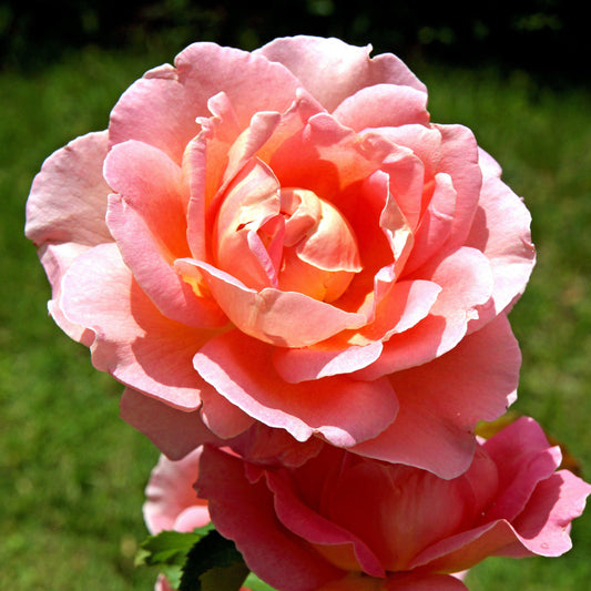 Rosa - Coral Knock Out® Rose