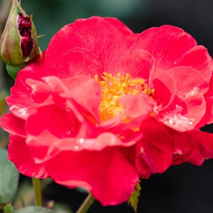 Rosa - Bloomin' Easy® Cinnamon Hearts™ Rose