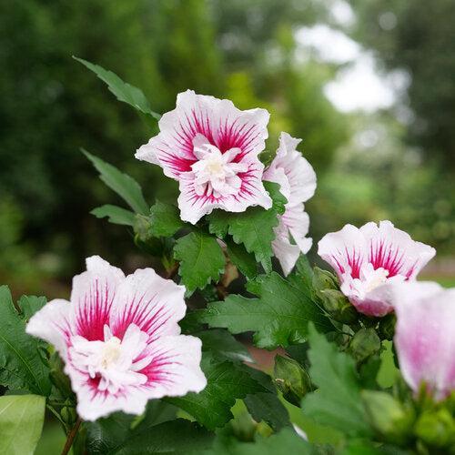 Hibiscus syriacus - PW® Starblast Chiffon® Rose of Sharon