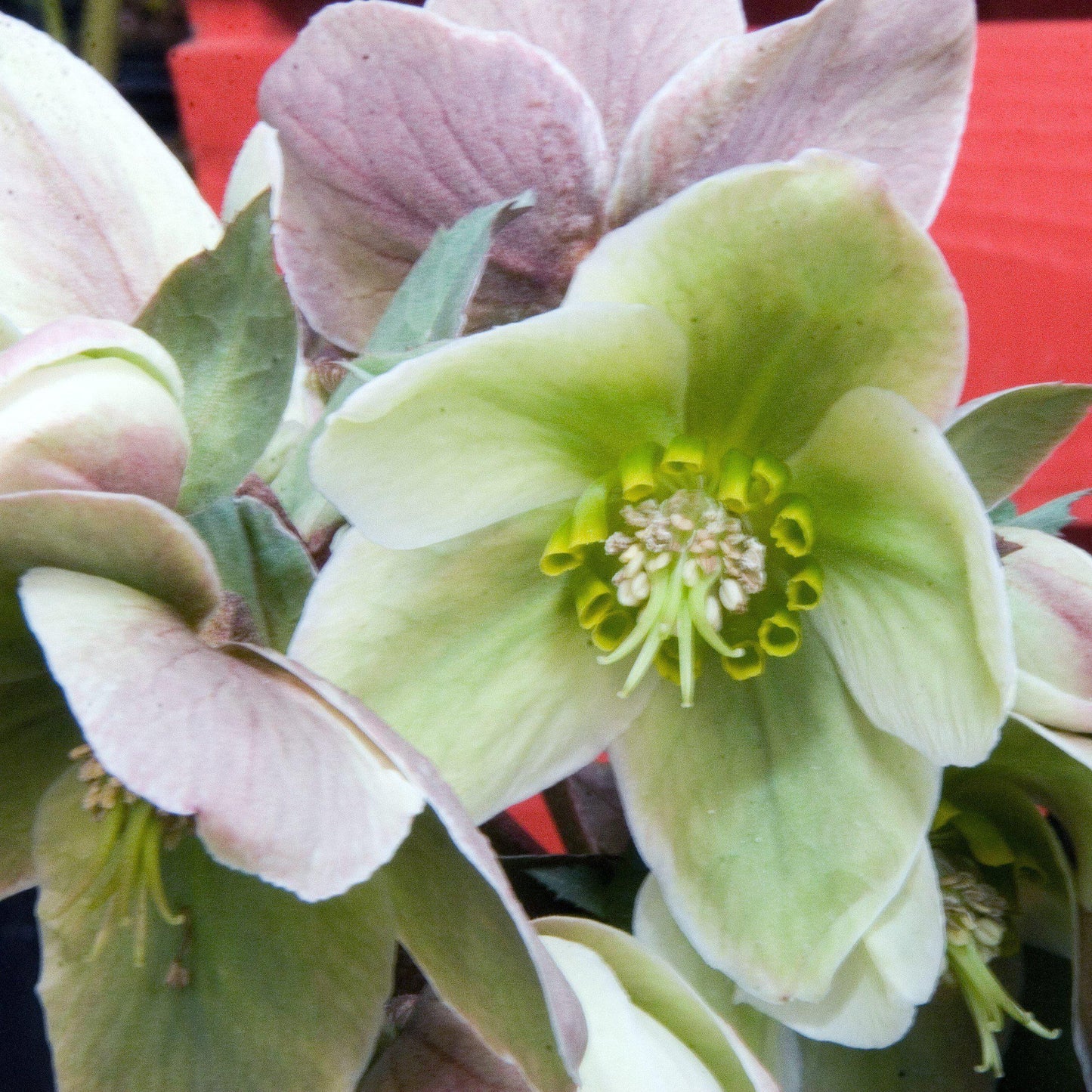 Helleborus - Ivory Prince Lenten Rose