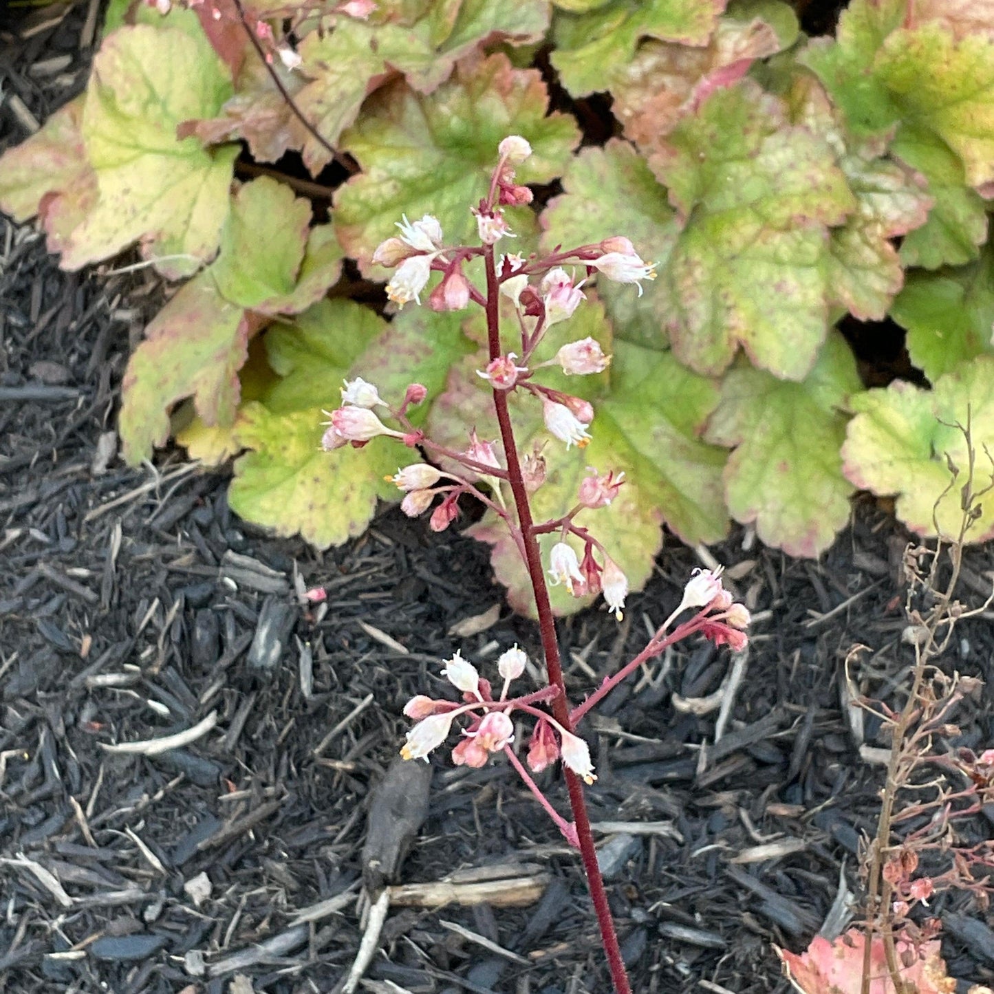Heuchera - Dolce® Toffee Tart Heuchera