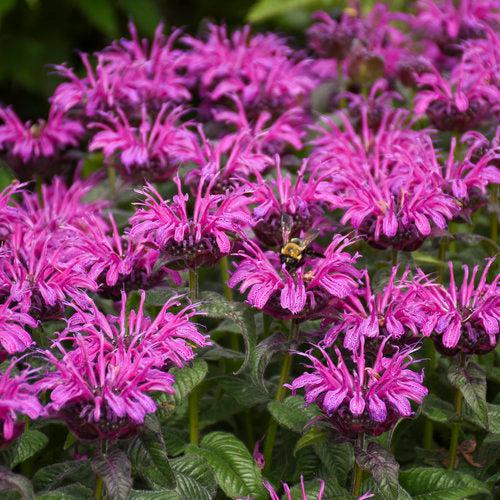Monarda - PW® Leading Lady Plum Bee Balm
