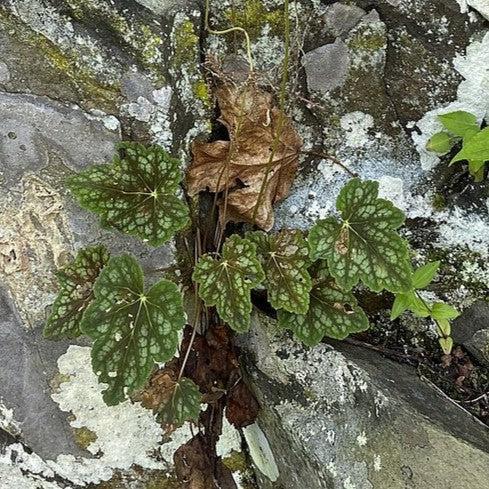 Heuchera longiflora  - Longflower Alumroot