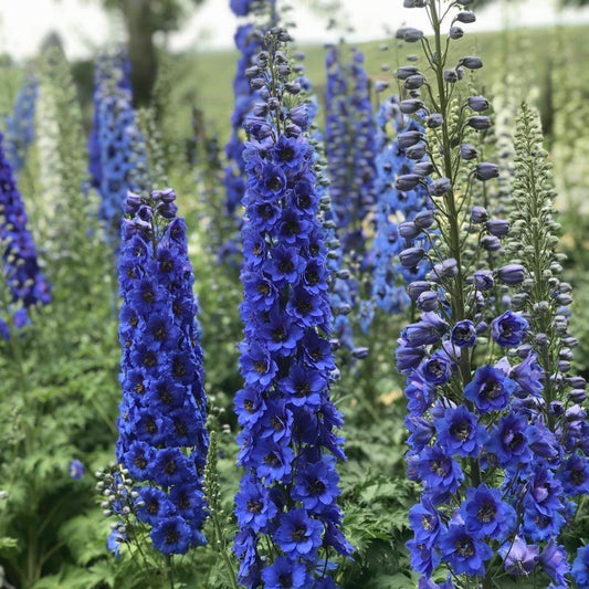 Delphinium x - New Millennium™ Blue Buccaneers Delphinium