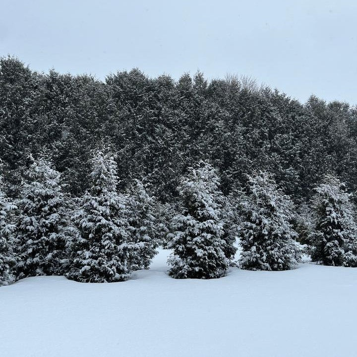 Thuja occidentalis - Sasquatch™ Dark Green Arborvitae