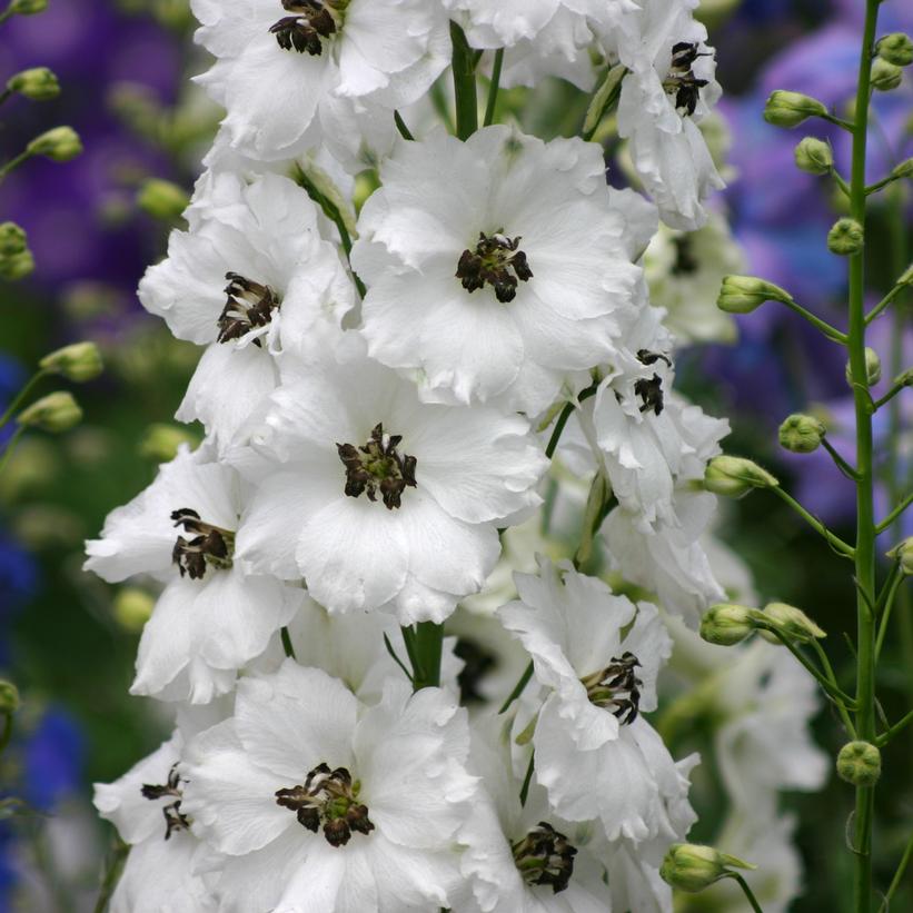 Delphinium x - Black Eyed Angels Delphinium