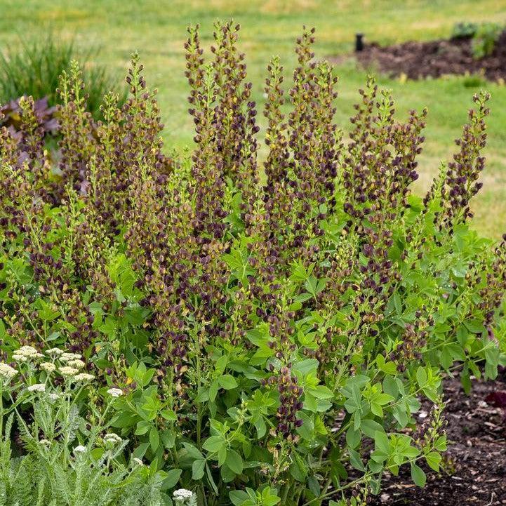 Baptisia - Decadence® Dark Chocolate False Indigo