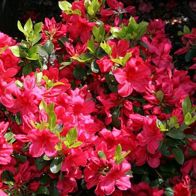Azalea x girard  - Girard's Crimson Azalea