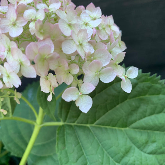 Hydrangea arborescens - Invincibelle® Wee White Smooth Hydrangea