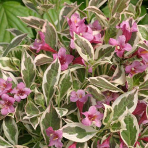 Weigela florida - My Monet® Weigela