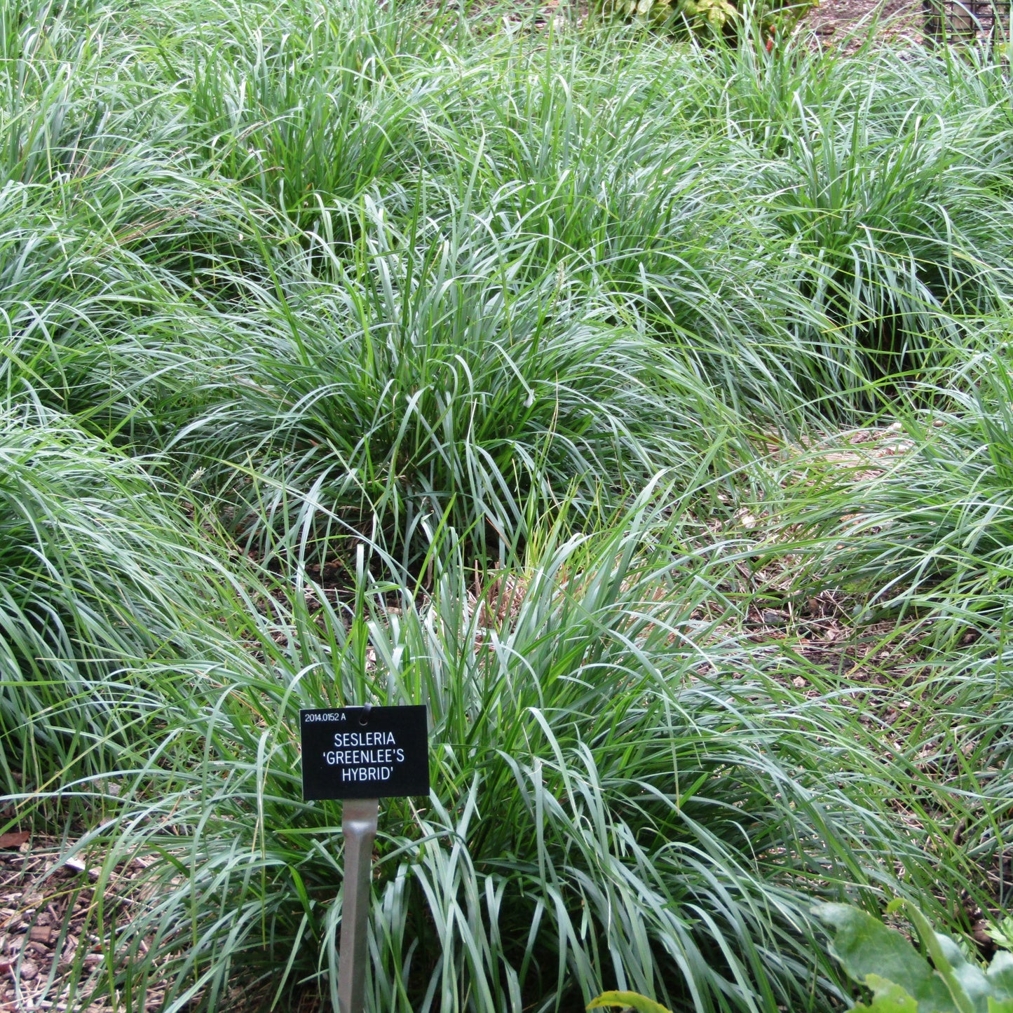 Sesleria 'Greenlee's Hybrid'  - Greenlee's Moor Grass