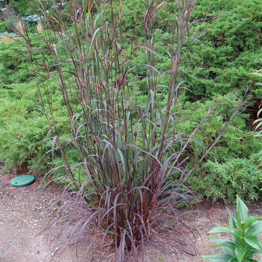 Andropogon gerardii - Blackhawks Big Blue Stem