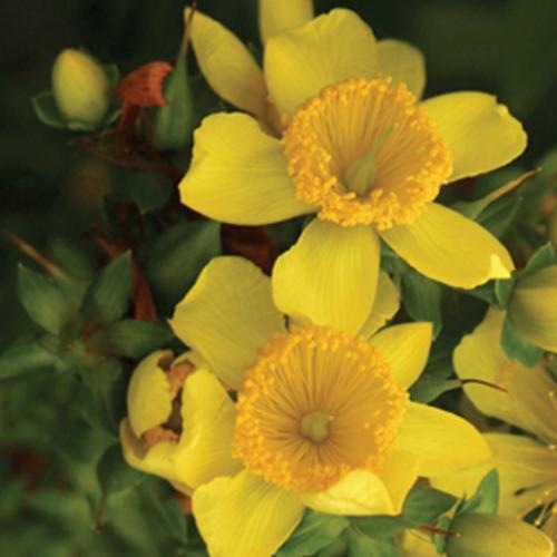 Hypericum kalmianum  - Sunny Boulevard® St. John's Wort