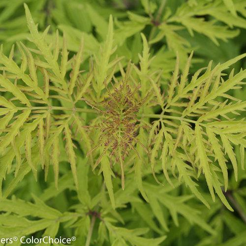 Sambucus racemosa - Lemony Lace® Elderberry