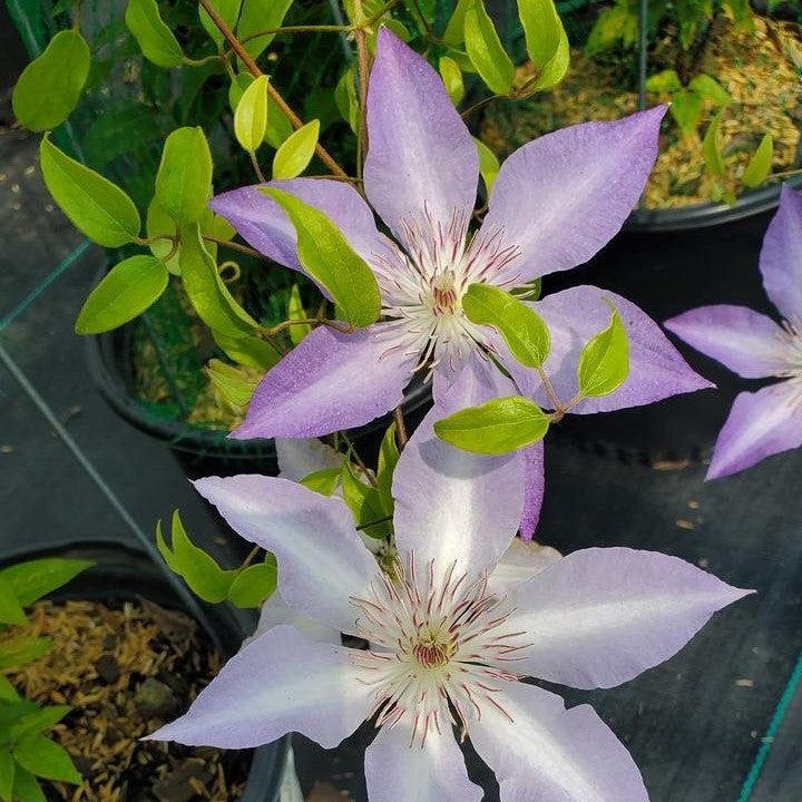 Clematis - Boulevard® Tranquilite™ Clematis